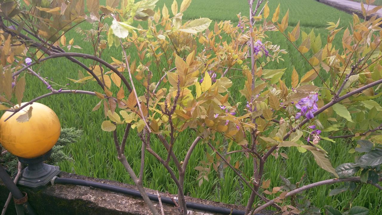 Yilan Tinto B&B מראה חיצוני תמונה